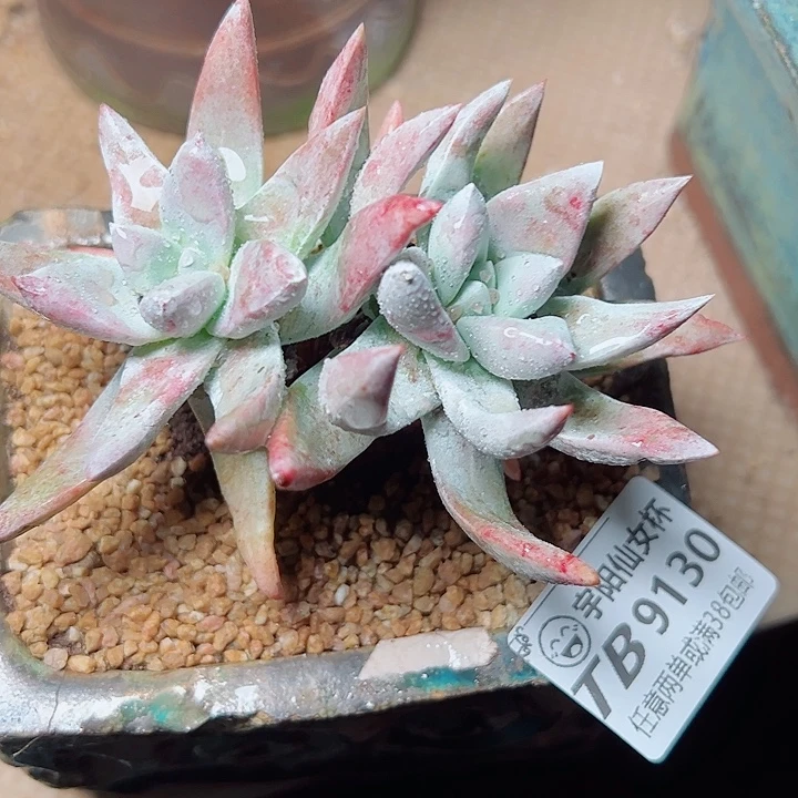 9130法锐拇指雪仙女杯多肉