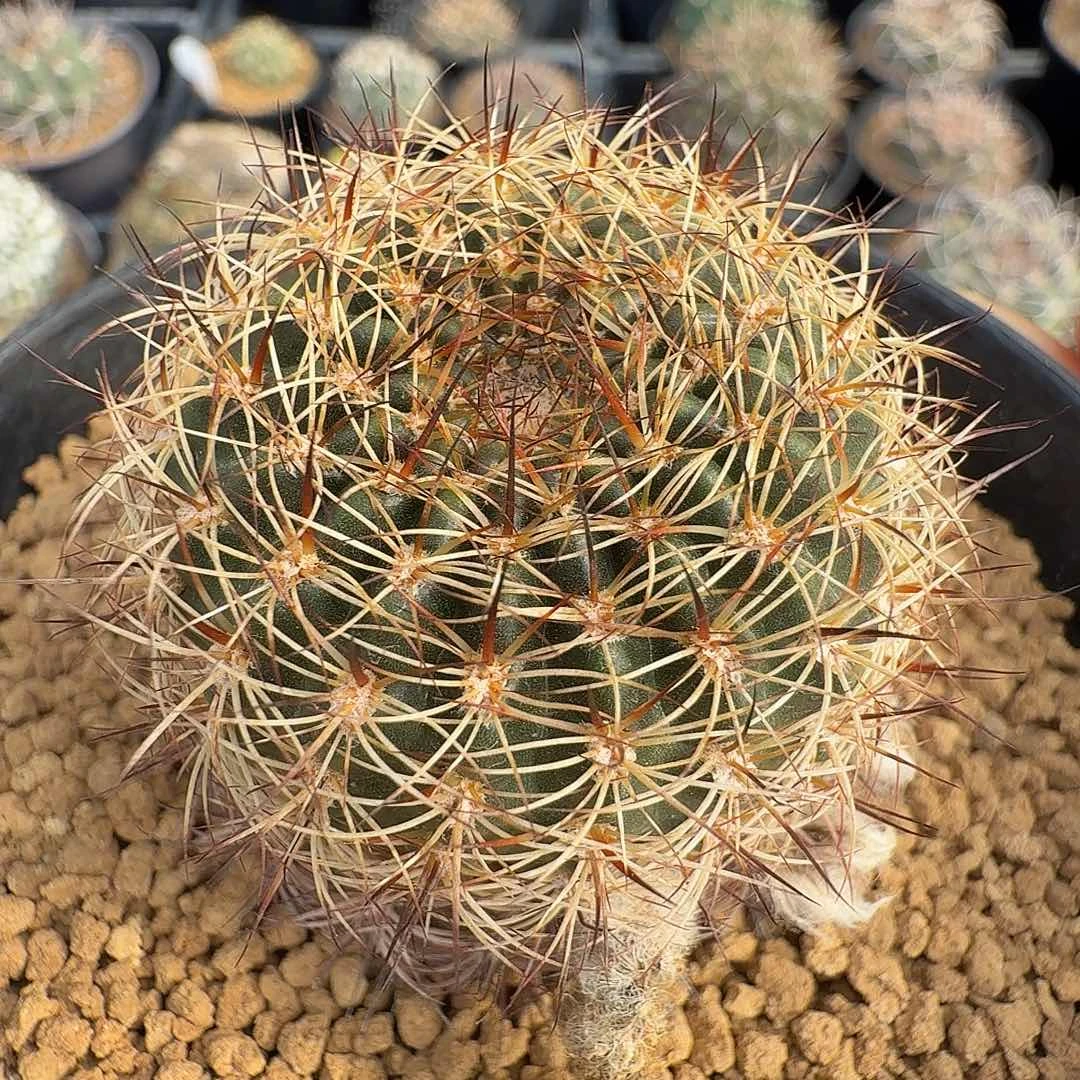 实生老沟宝脱土发货