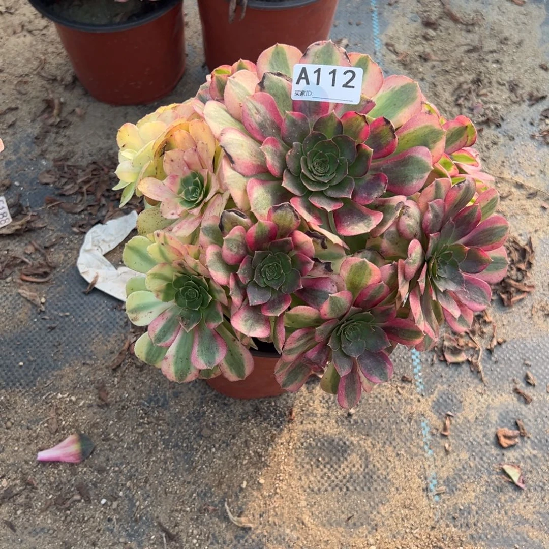 112雨荷多肉植物法师多肉