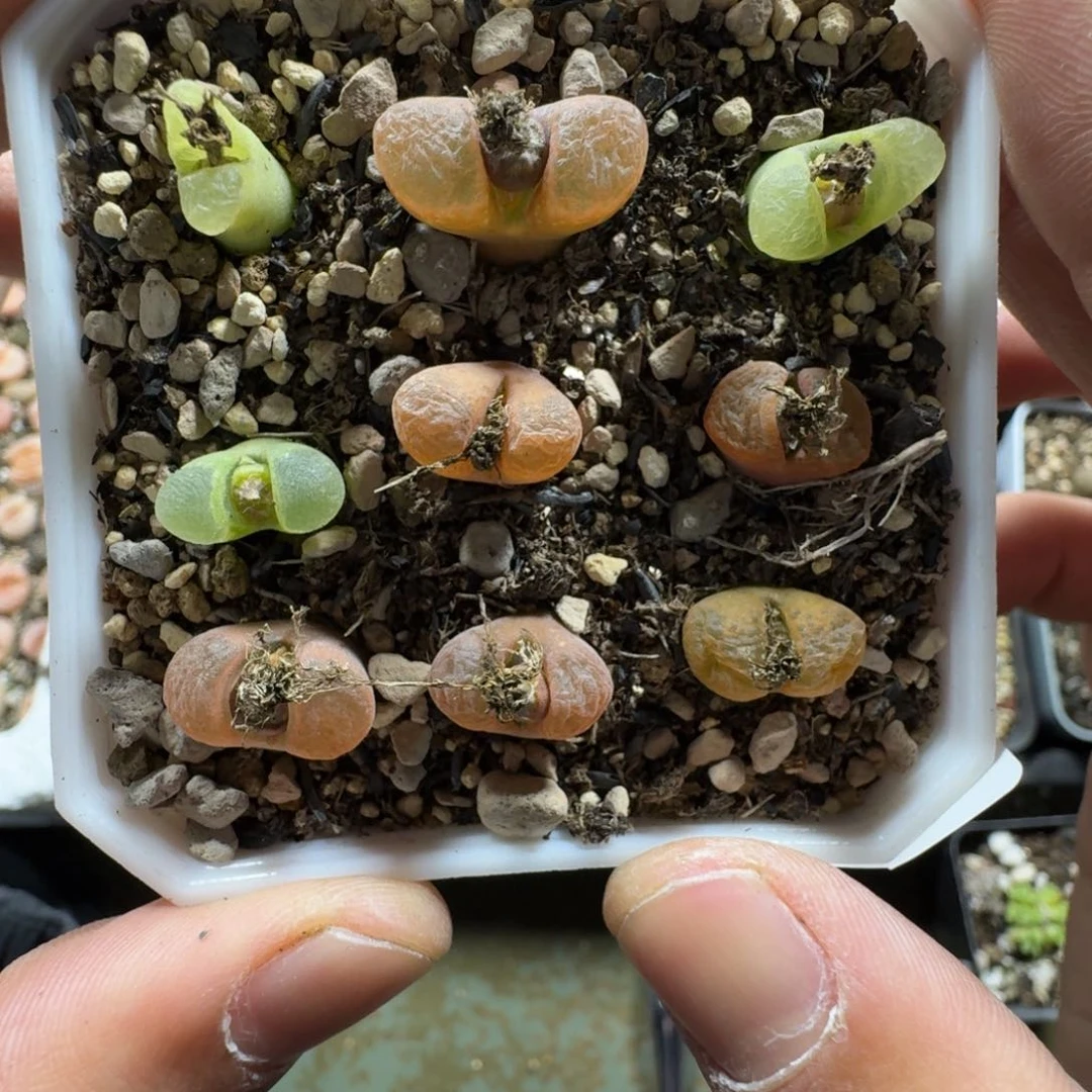3347。风铃一盒。带盆土