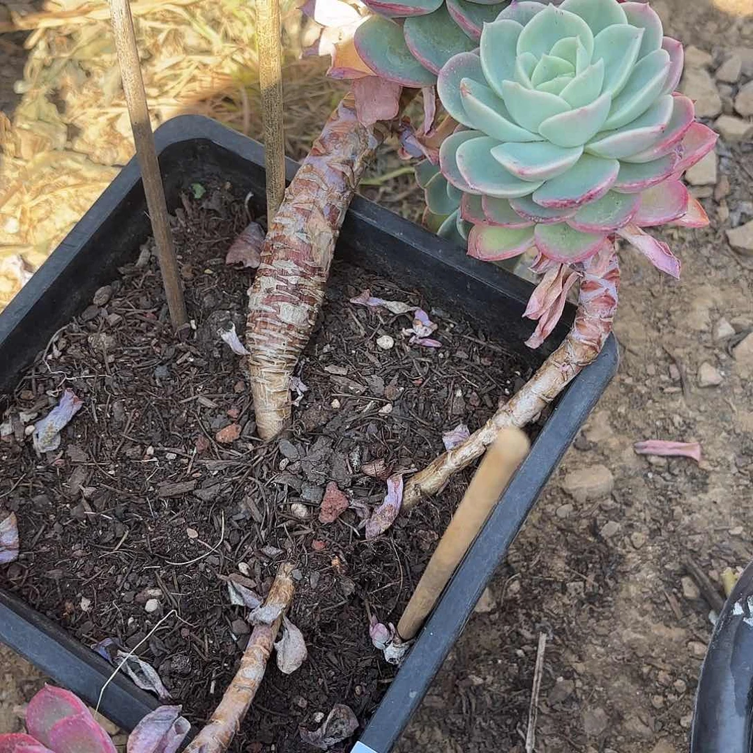 同温层多肉140哈密瓜