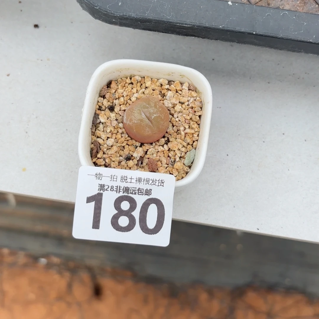 毛汉尼无盆土发货