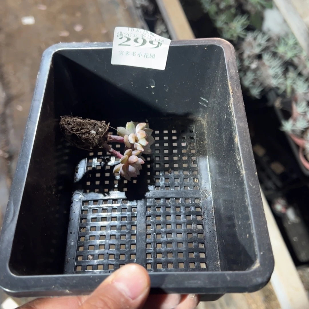 褚***浔299号粉笔三头群一物一拍