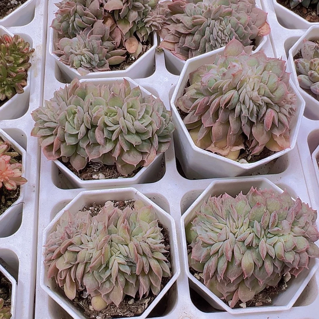 昂斯诺缀化19包邮多肉植物