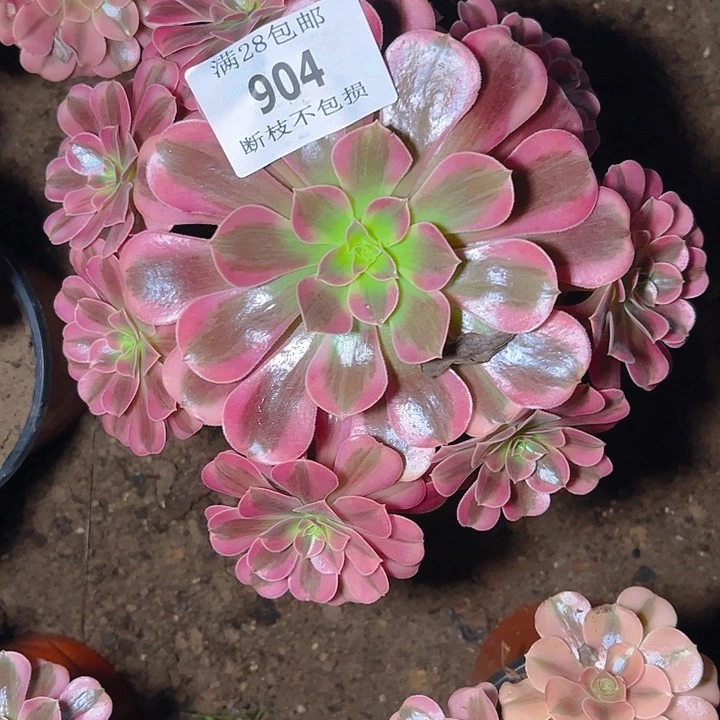 904美杜莎多肉植物