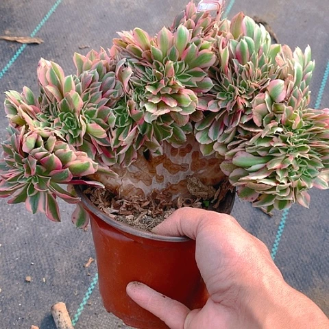 527粉女巫缀化多肉植物