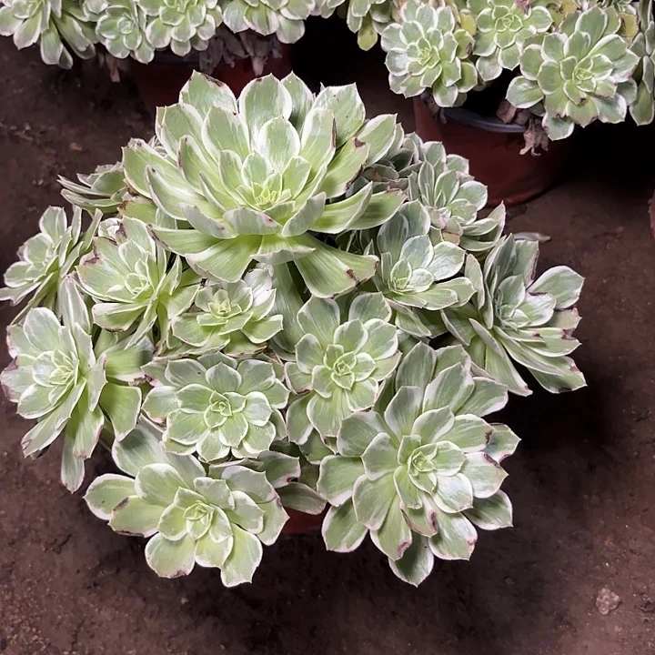 多肉植物万花筒43