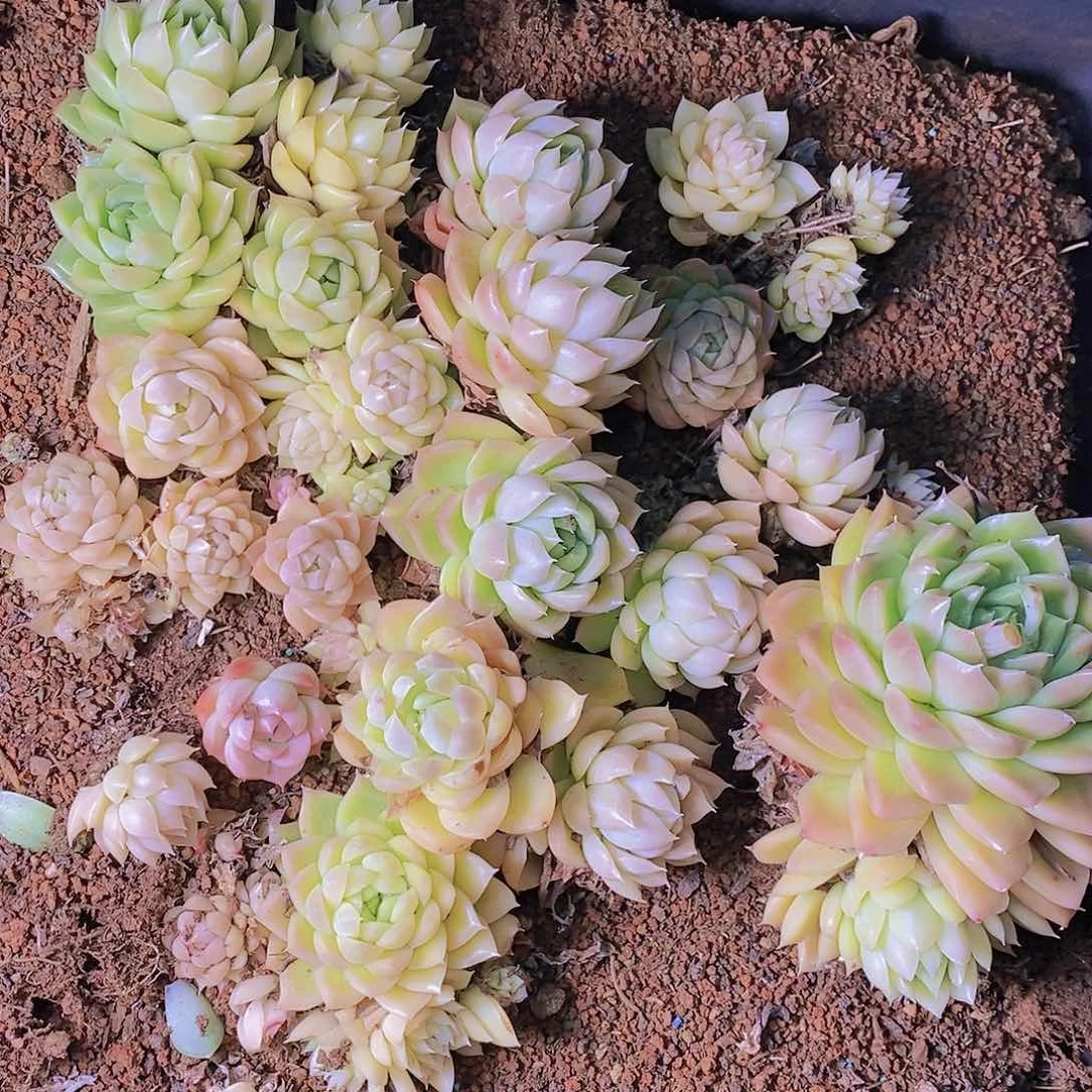 【闪购商品】云232