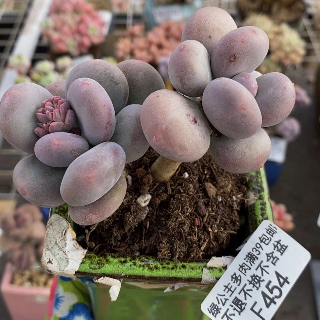 大叶奶酪454/7c m