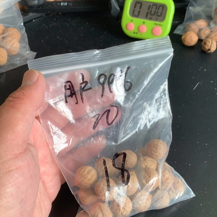 文玩核桃吊坠丹****6野生精品小核桃散籽