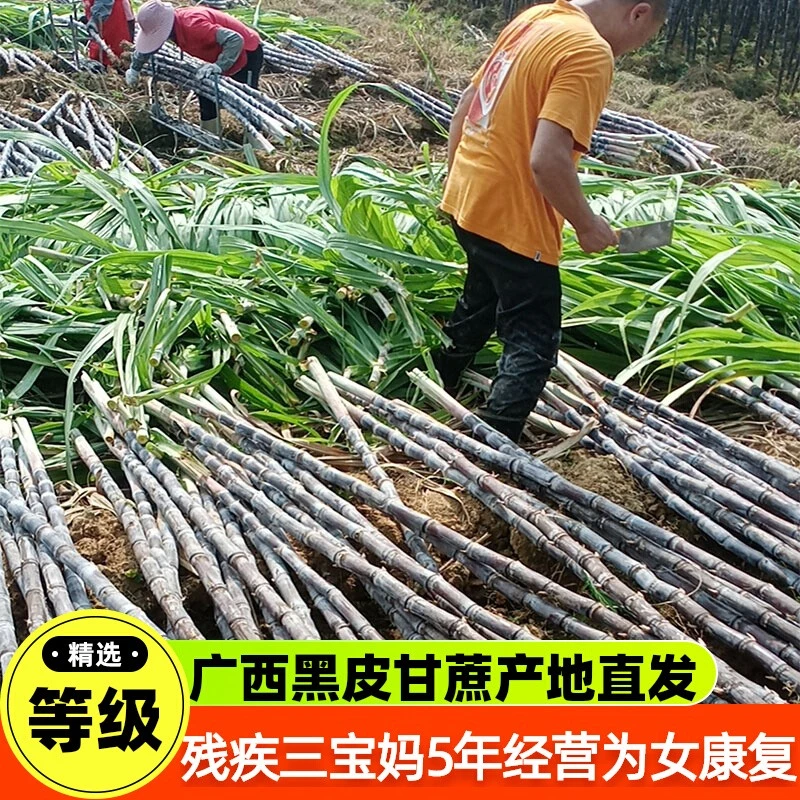 残疾妈妈创业广西黑皮甘蔗新鲜水果榨汁削皮甘蔗切节整根应季孕妇