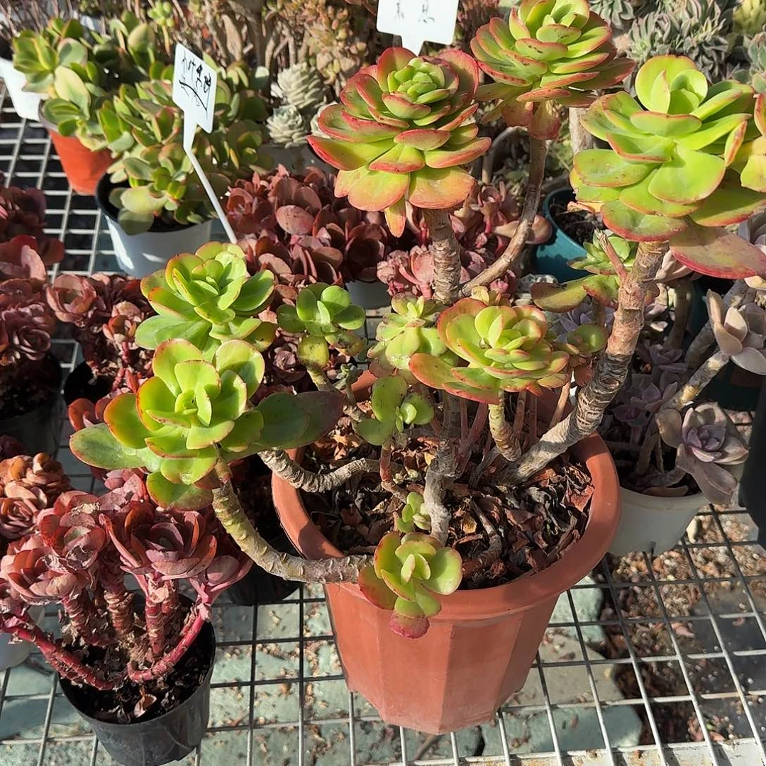 超大号红梅多肉以后