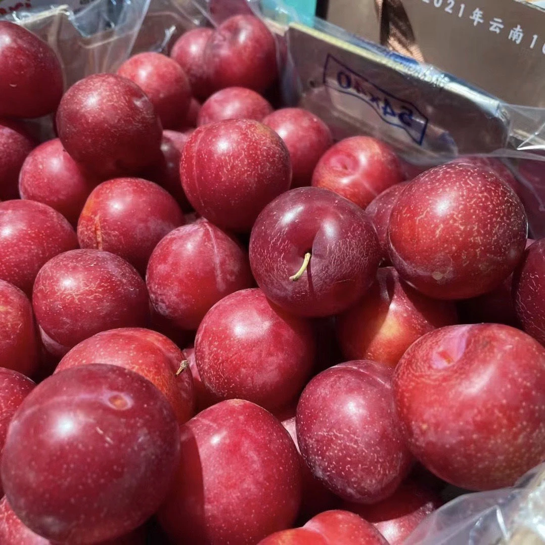 【3J樱桃李】李子（箱/净重5斤）酸脆甜