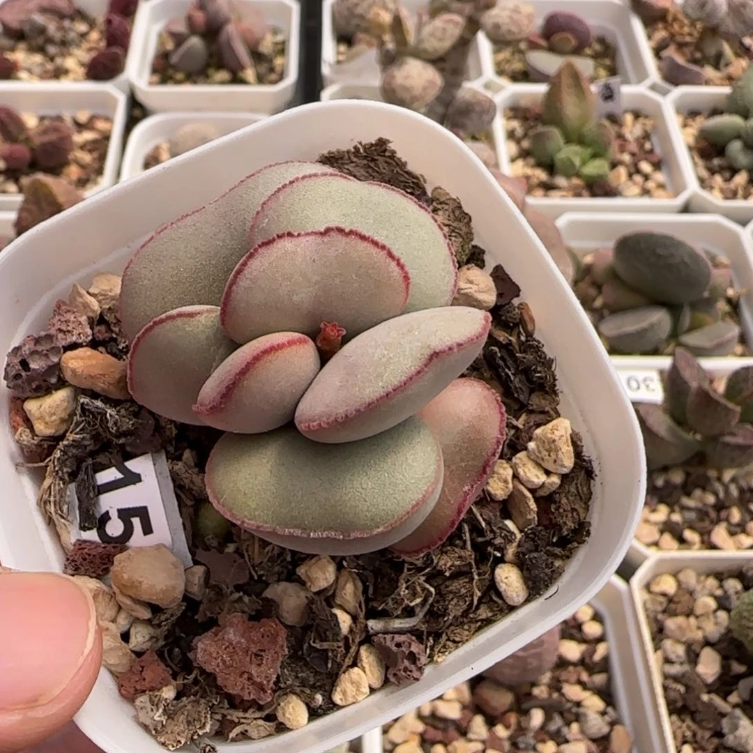 白肌红蛋多肉水泡植物