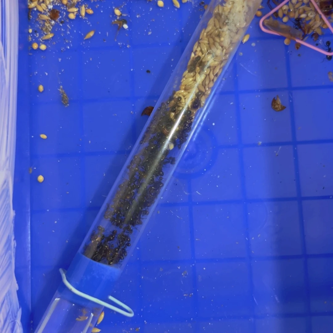 蚂蚁工坊5后原生70工,全品后