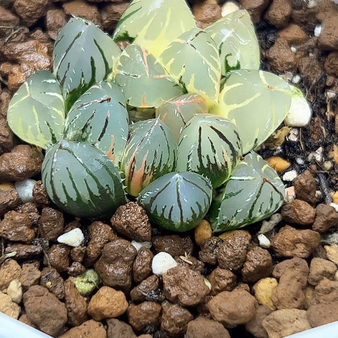 Oh锦十二卷多肉植物满