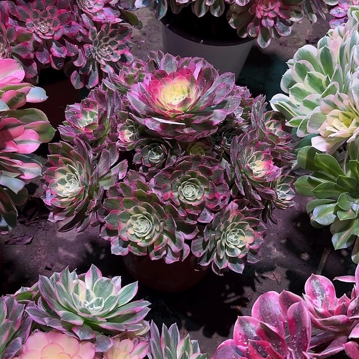 多肉植物海仙00938