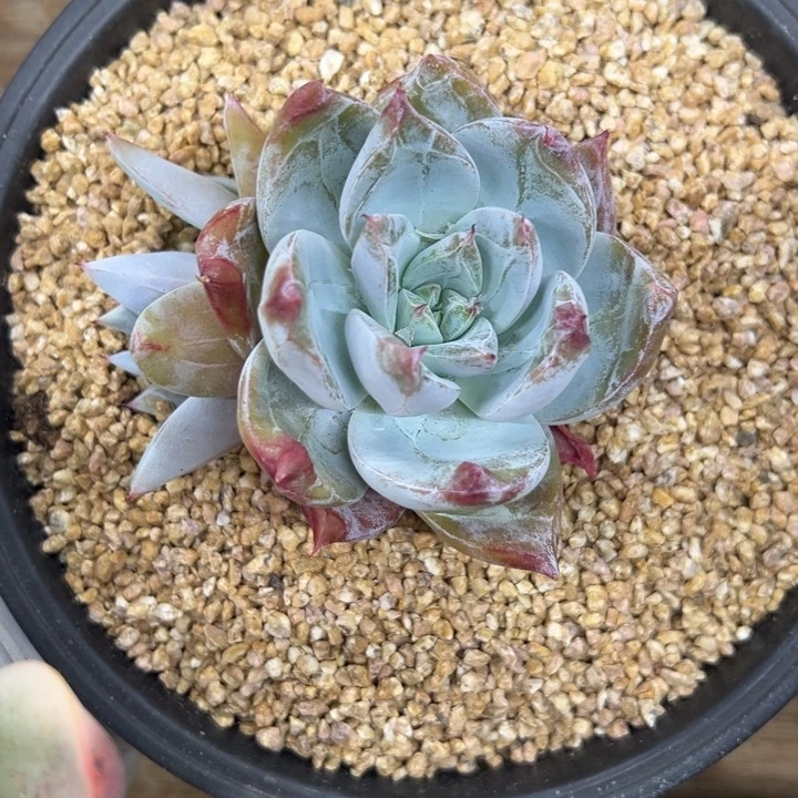 卡罗拉 双头 夏鸣园艺