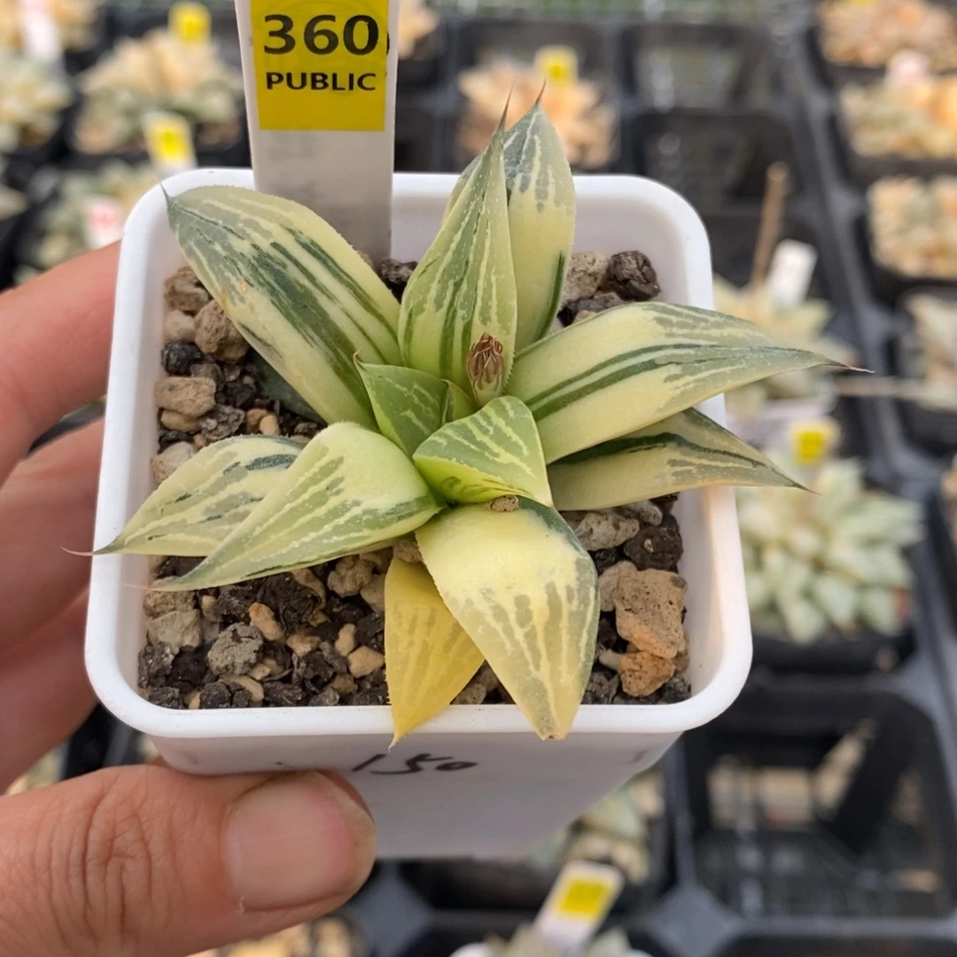 360号实生寿锦多肉植物