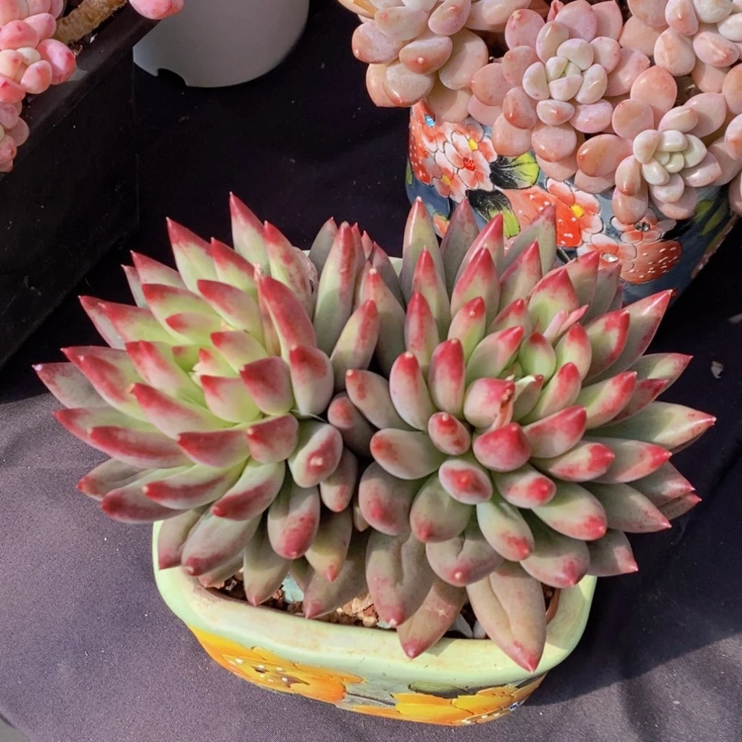 二代虞美人 一物一拍