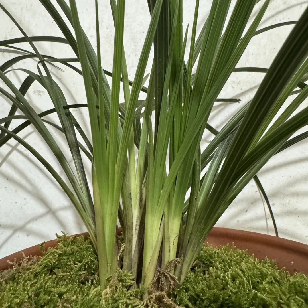 浓香型好养易活兰花 花卉绿植（包邮 直播间所见即所得）