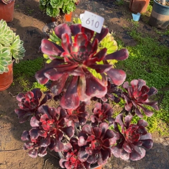 香奈儿一物一拍610