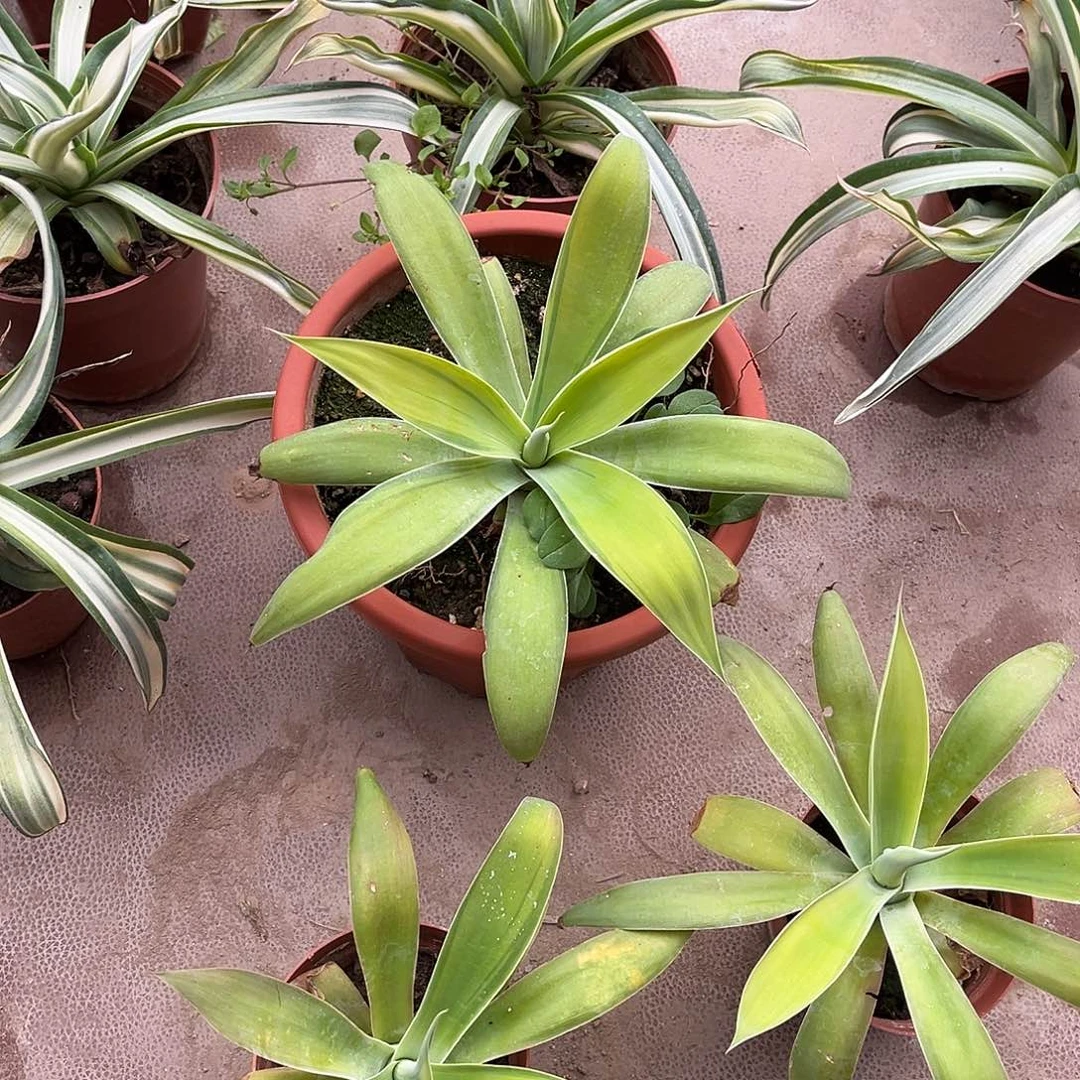 阳****狐尾浅中斑龙舌兰