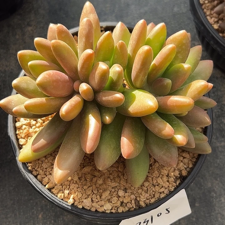 123105 芒果奶群生平头无砍