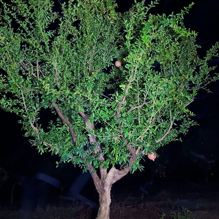 l***d突尼斯软籽石榴树