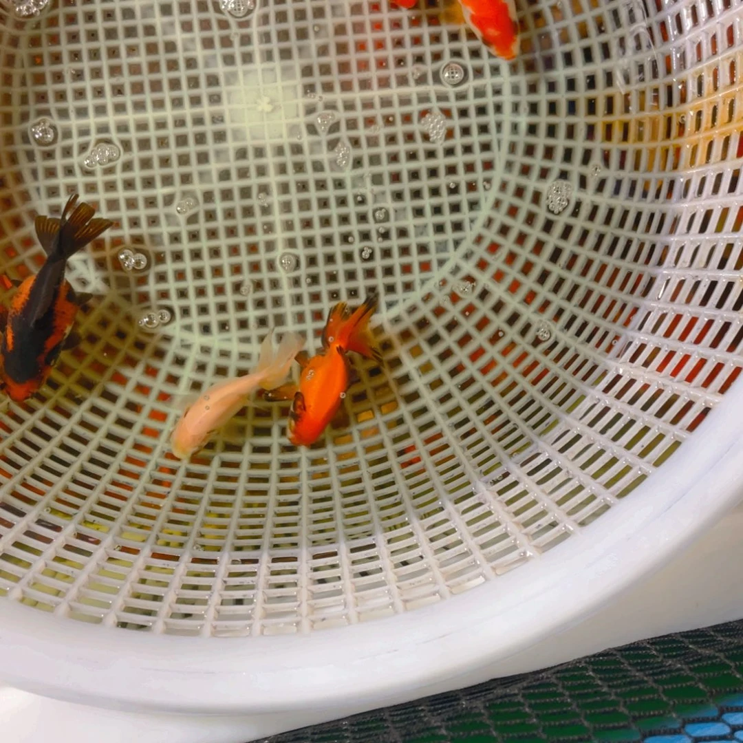 海水鱼花泰狮金鱼67