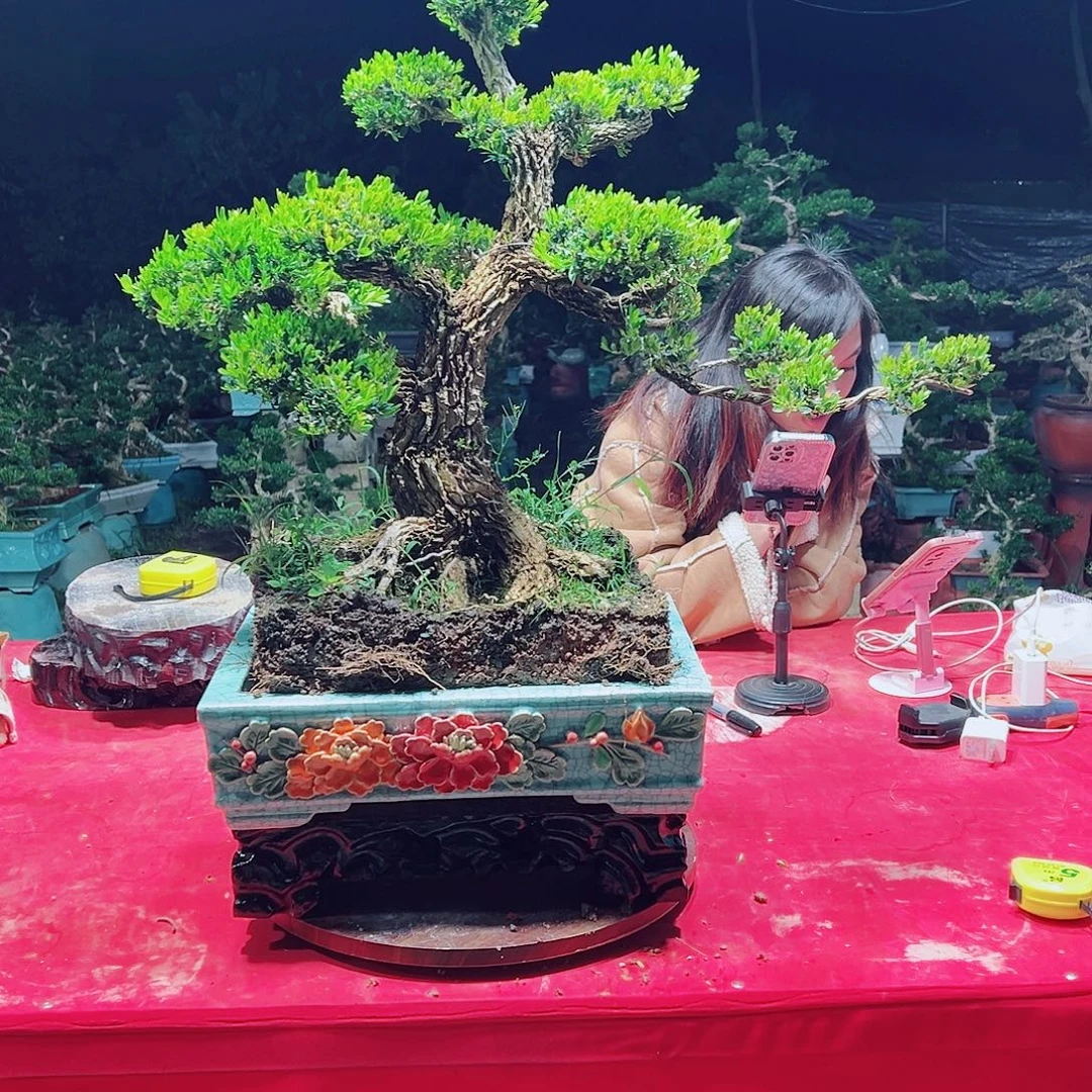 ****ℯ无花朵广东黄杨盆景