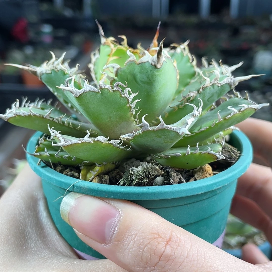 9cm控养蕾丝仁王冠