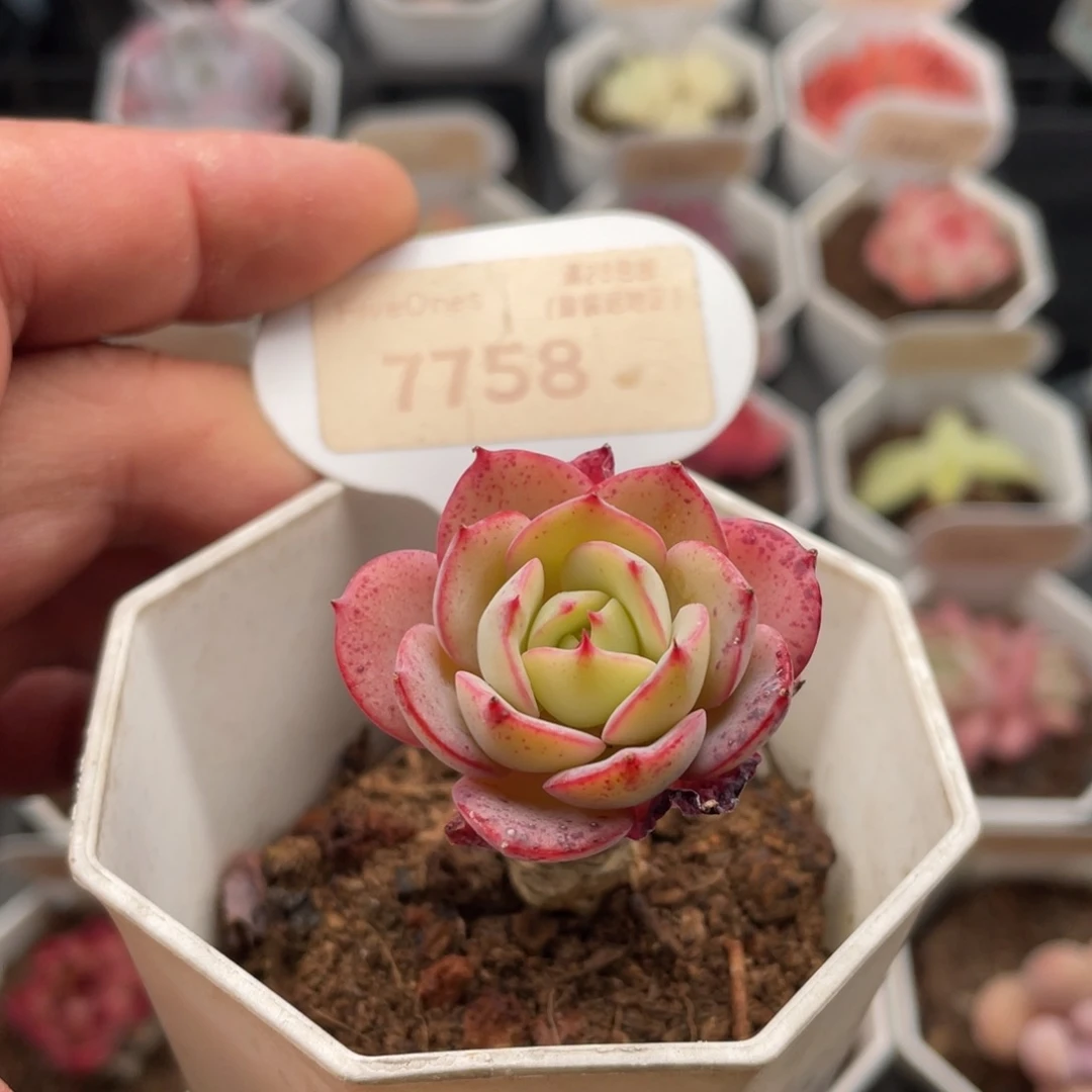 奶油黄桃7758-3.5厘米