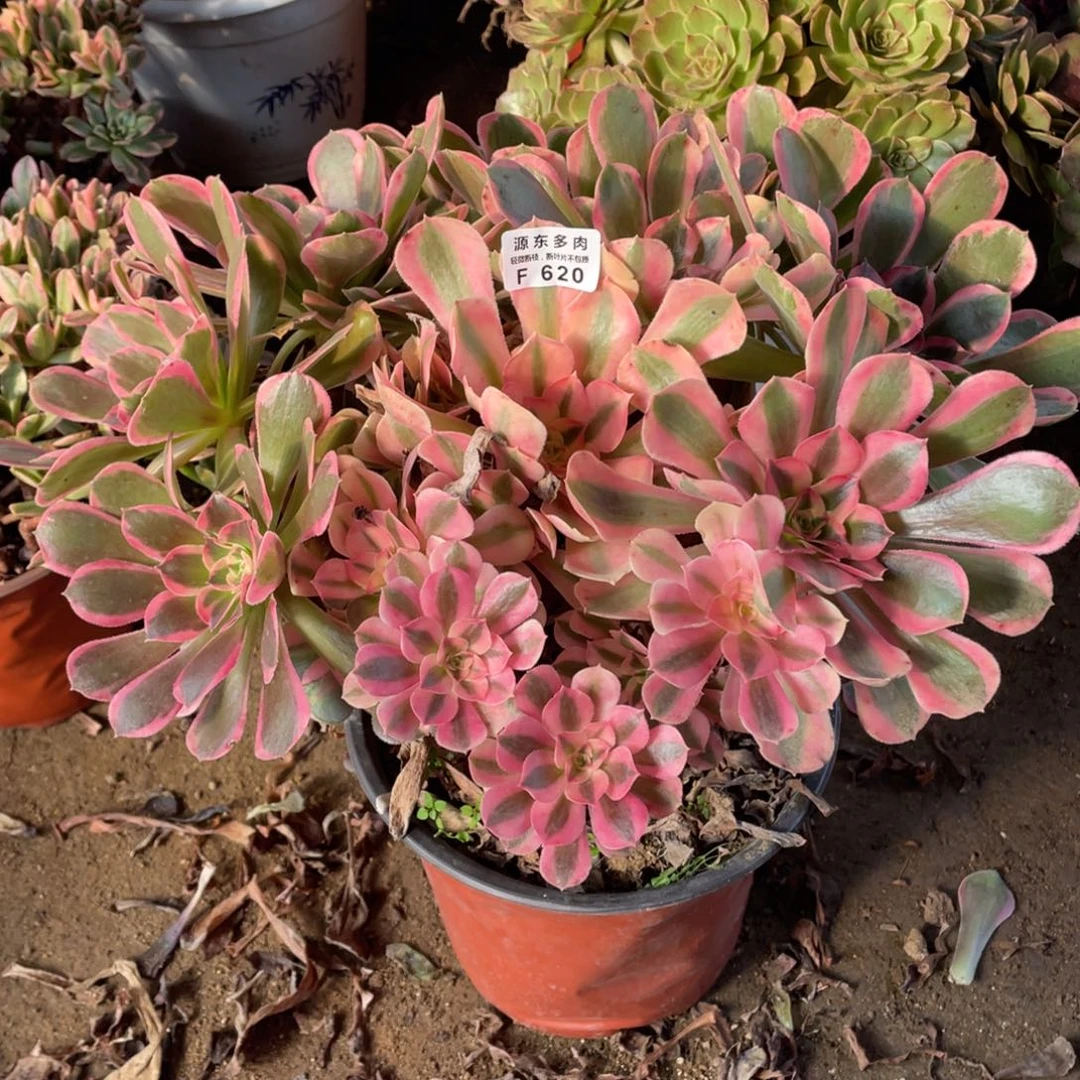 620花样年华多肉法师断枝不包