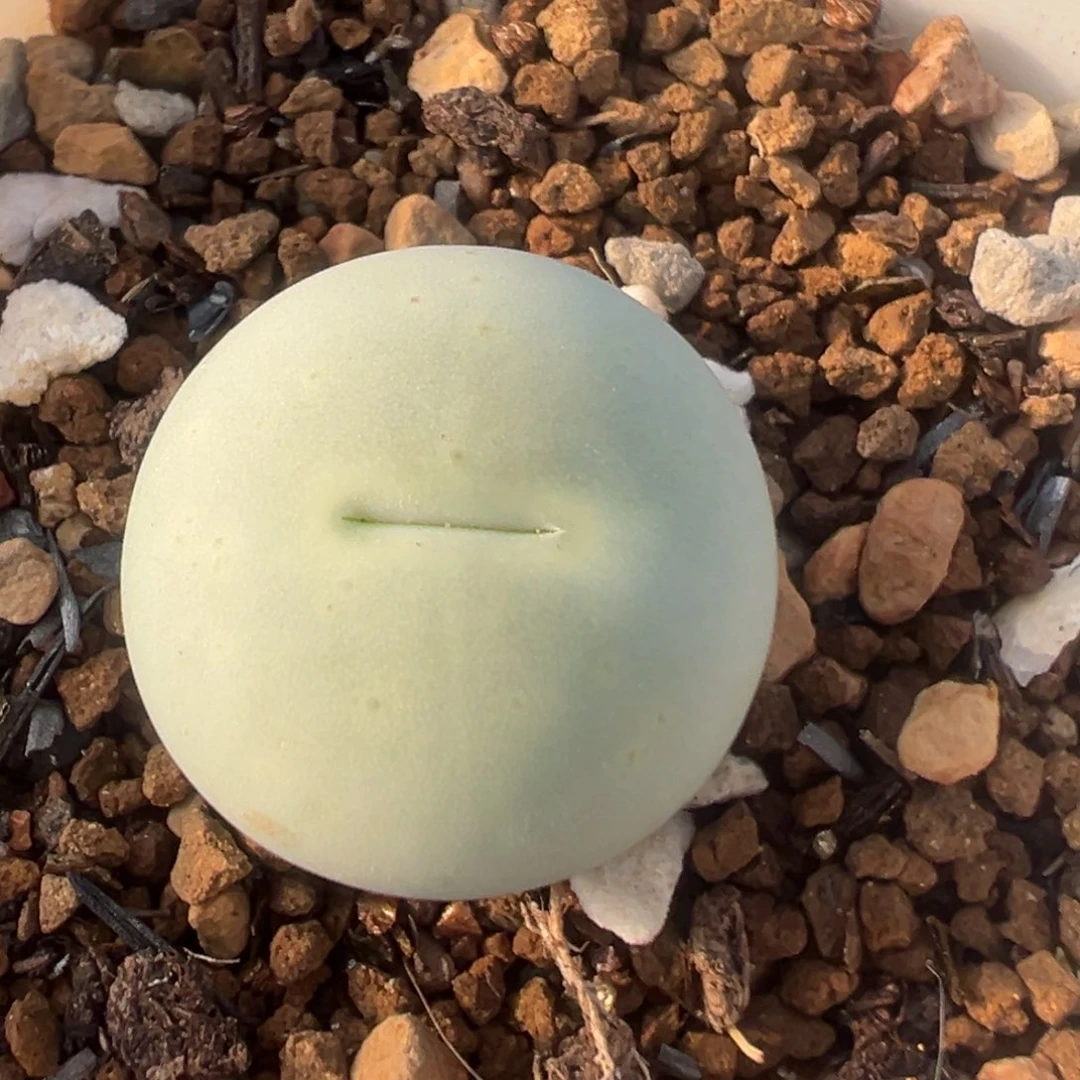 31多肉植物鸽子蛋