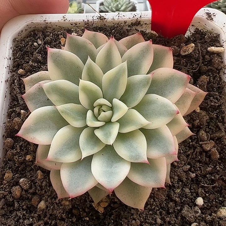 862号绿爪锦多肉植物