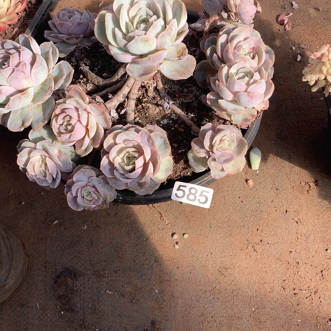 585不售后一物一拍多肉