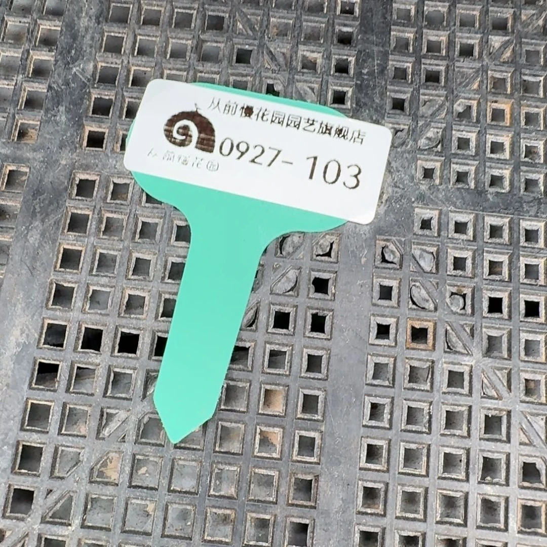 从前慢多肉精选编号0927.103