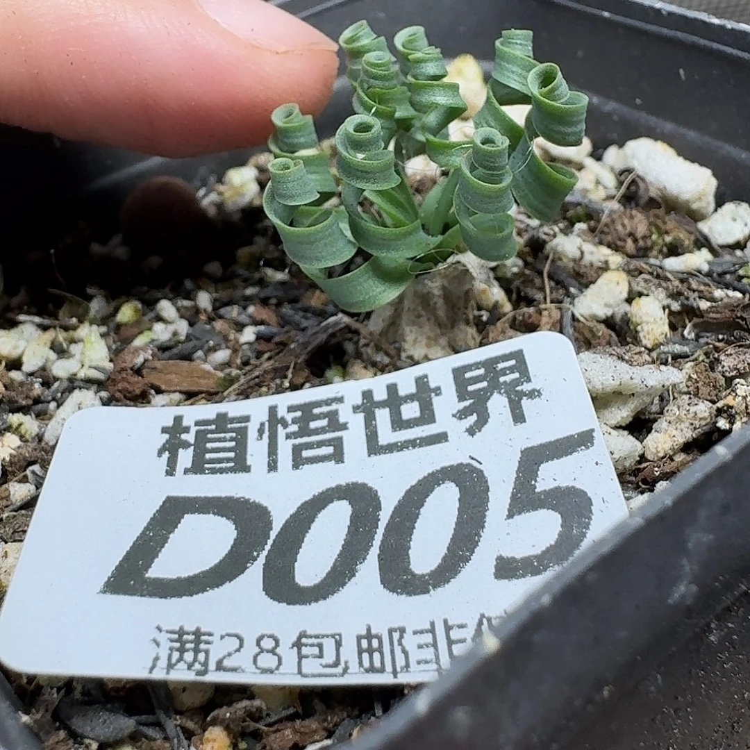 多肉植物的人生fghb