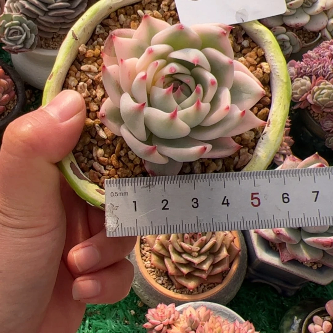 元***饱060 多肉植物组合盆栽