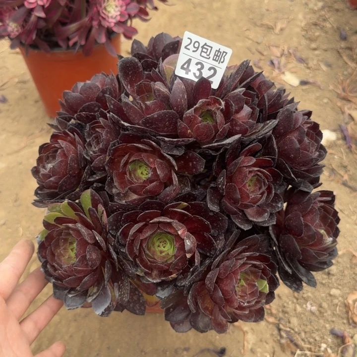 黑寡妇……多肉植物……