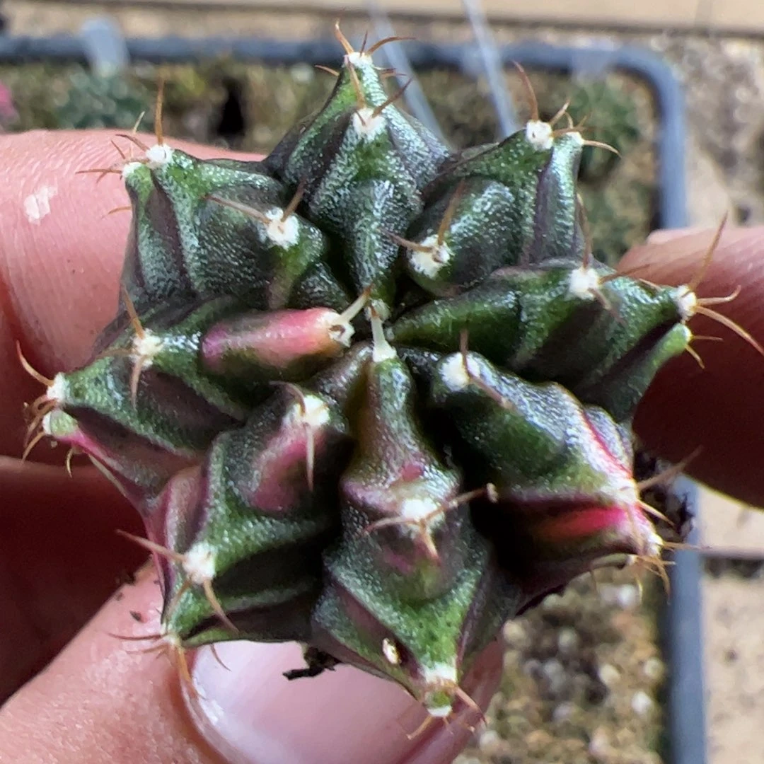 当前无花栽培后可以开花619