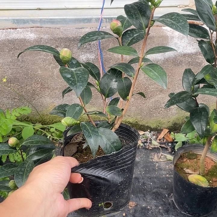 大部分花苞少量开放，葡萄酒