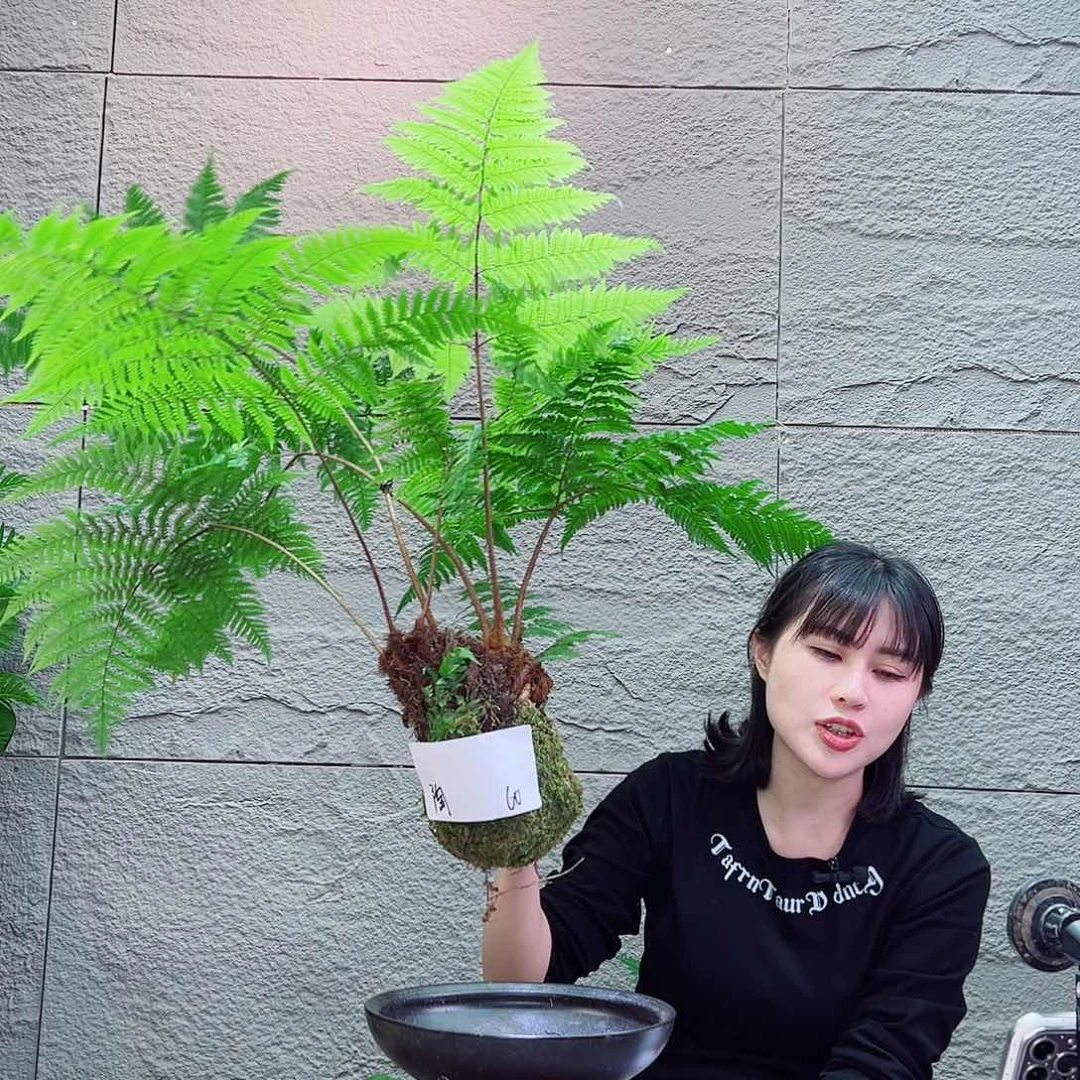 无花朵蕨类植物室内栽培