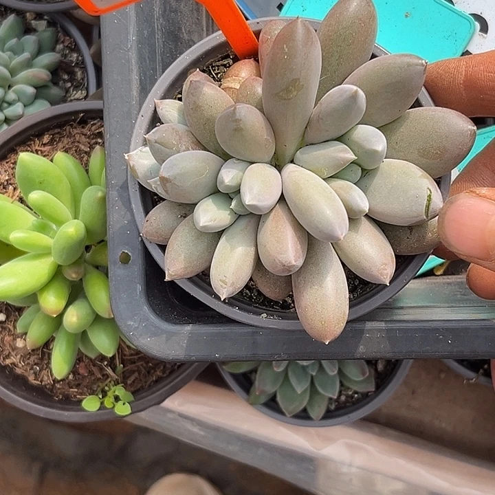 多肉植物海豚体哥特471