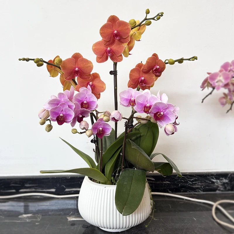 年宵花蝴蝶兰【吉祥如意】金桔宝贝好养花卉绿植盆栽