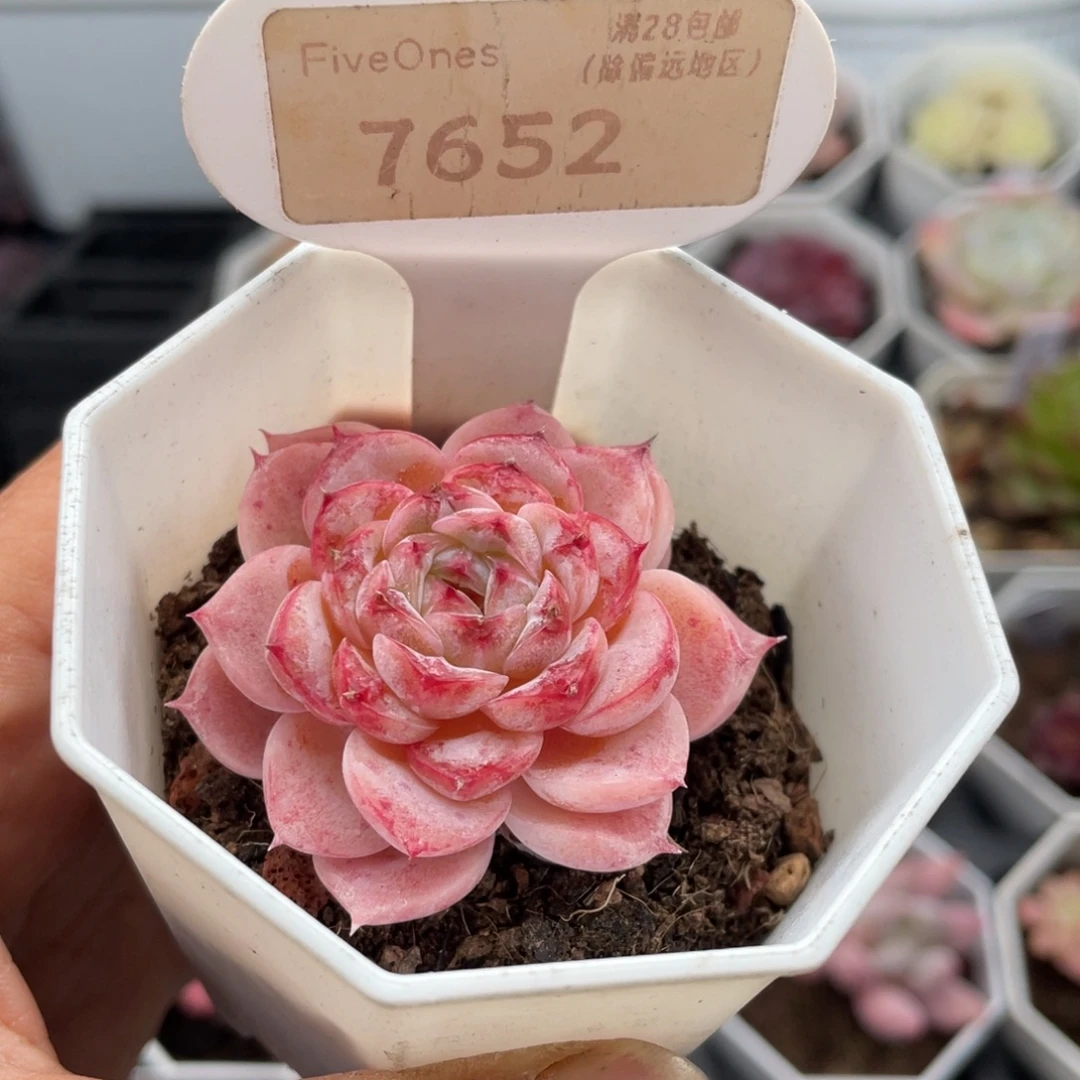 天鹅绒7652-5.0厘米