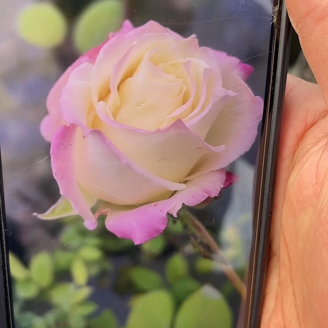 无花朵———测试121 福利款