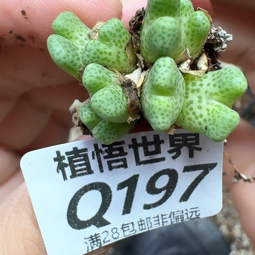 多肉植物的润泽方法