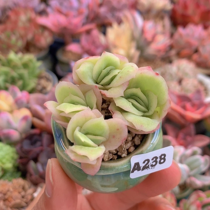 一物一拍含盆土满38包邮A238